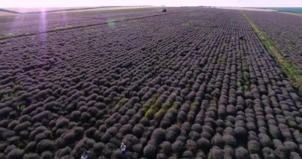 Drone Footage Lavender Field Sunset — Vídeo de Stock