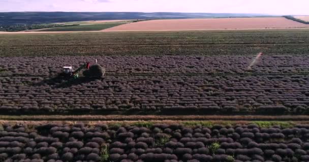 Drone Footage Lavender Field Sunset — Vídeo de Stock