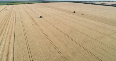 Bir biçerdöver çiftlikteki bir tahıl taşıyıcısında yetişen buğday toplar.