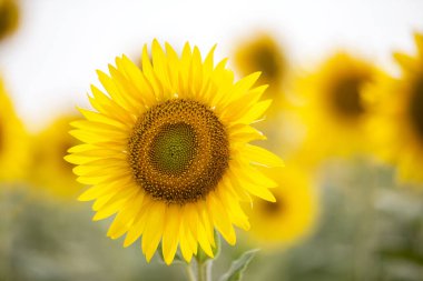 Güneşin arkadan aydınlattığı altın ayçiçeği tarlaları hasat etmeye hazır.