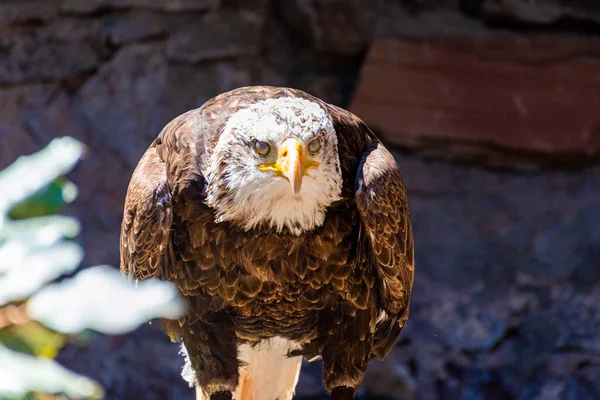 Close Portrait Bald Eagle — Stock Photo, Image