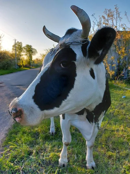 Krowa Pastwisku — Zdjęcie stockowe