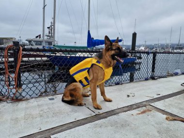 A cute dog in a lifejacket.