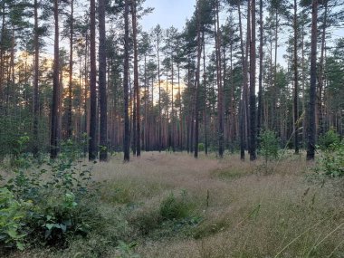 A gorgeous rose in my garden.
