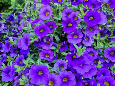 A gorgeous rose in my garden.