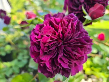 A gorgeous rose in my garden.