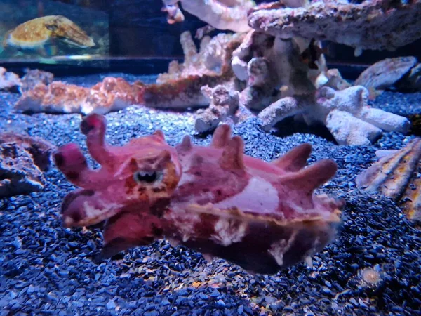 Cuttlefish Swimming — ストック写真