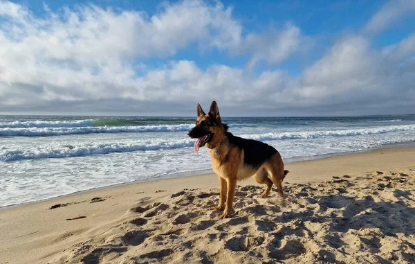 Perro Parado Playa —  Fotos de Stock