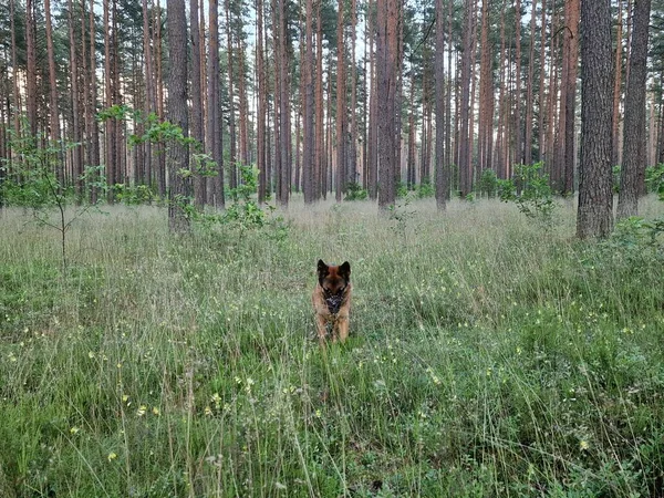 Cão Uma Floresta — Fotografia de Stock