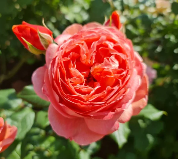 Gorgeous Rose Garden — Stok fotoğraf