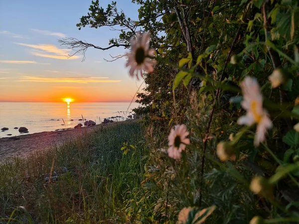 Flowers Next Beach Sunset — 图库照片