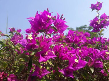 Bougainvillea spektabilis Güneş ışığı altında tarlada güzel bir menekşe çiçeği