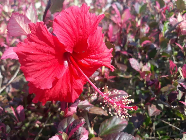 Close Hibiscus Rosa Sinensis Red Flower Beauty Sunlight Field — Foto Stock