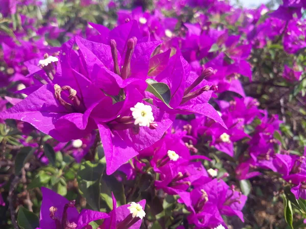 Bougainvillea Spectabilis Piękny Fioletowy Kwiat Polu Pod Słońcem — Zdjęcie stockowe