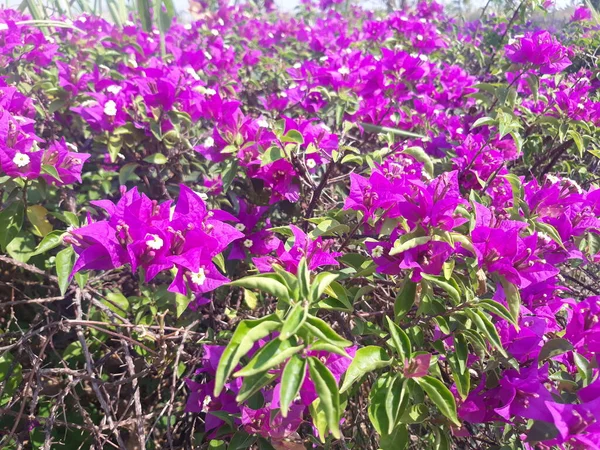 Bougainvillea Spectabilis Beautiful Violet Flower Field Sunlight — Foto Stock