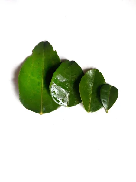 Hoja Verde Lima Naranja Cerrada Aislado Fondo Blanco — Foto de Stock