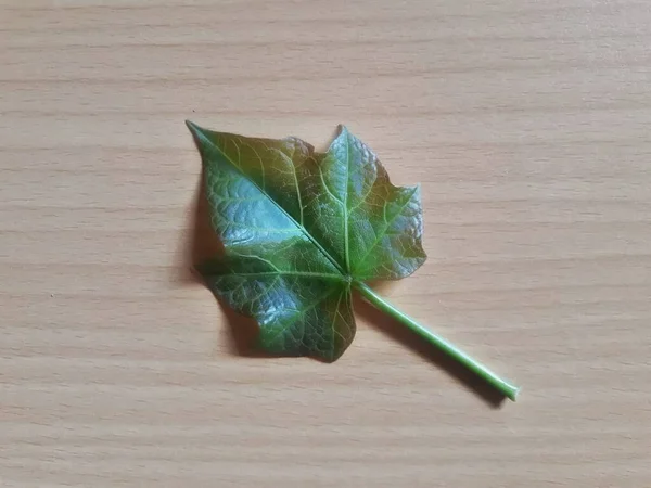 Jarak Leaf Physic Nut Usually Called Castor Bean Isolated White — Photo