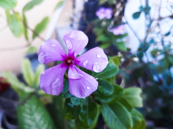 Фиолетовый Цветок Розы Вблизи Обычно Называют Розы Periwinkle — стоковое фото