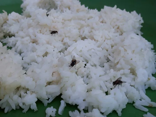 Defocused Flies Rice Isolated Close Make Disease Because Contamination — Fotografia de Stock