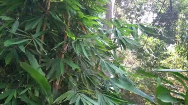 Bahçedeki rüzgârlı bambu ağacını kapat.