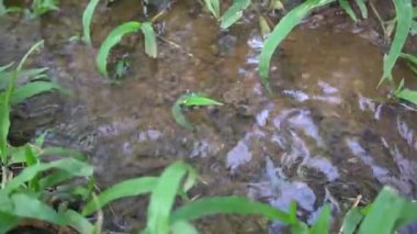 Saf dağ suyu kayalara düşer.