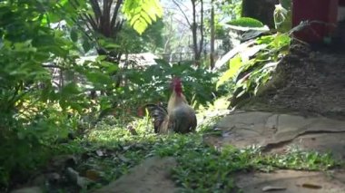 Kahverengi horoz parkta yürürken öter.