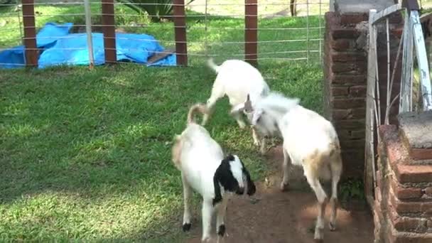 Cabras Blancas Marrones Esperan Ser Alimentadas Granja Mientras Juegan — Vídeo de stock