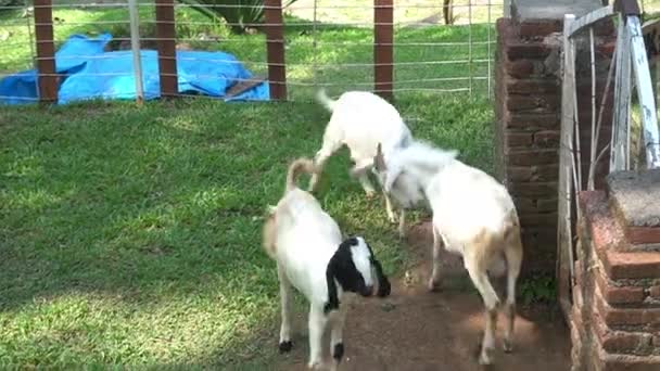 Cabras Brancas Marrons Estão Esperando Para Ser Alimentado Fazenda Enquanto — Vídeo de Stock