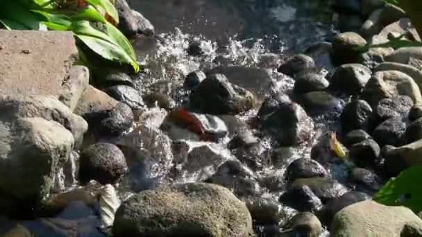 Чиста Гірська Вода Падає Скелі — стокове відео