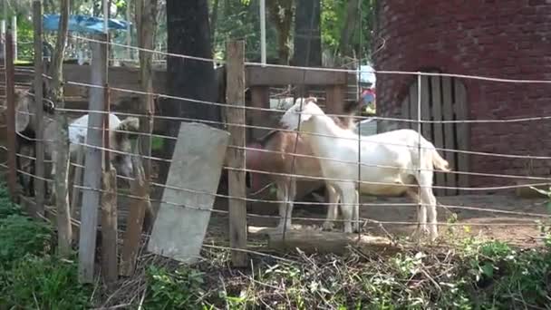 白いヤギと茶色のヤギが農場で遊ぶのを待っています — ストック動画