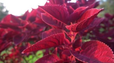 Dağlarda rüzgarda esen kırmızı miana çiçekleri.