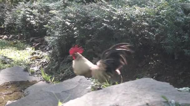 Brown Bantam Rooster Crows While Walking Park — Stock Video