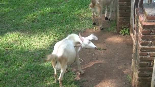 Cabras Blancas Marrones Esperan Ser Alimentadas Granja Mientras Juegan — Vídeo de stock