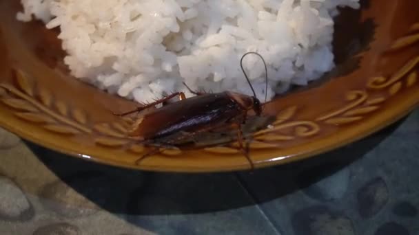 Kakerlaken Auf Einem Teller Reis Der Krankheiten Verursachen Kann — Stockvideo