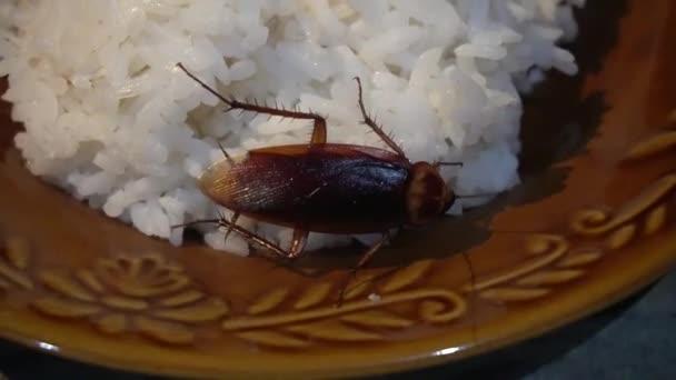 Baratas Prato Arroz Que Pode Causar Doença — Vídeo de Stock