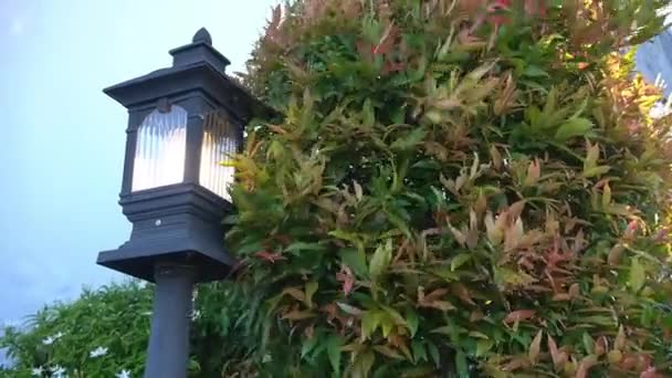 Windblown Garden Plant Garden Lamp — Stock Video