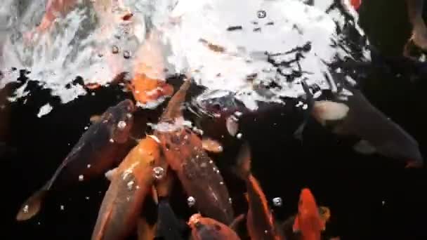 Grupa Kolorowych Ryb Koi Pływających Stawie Rybnym — Wideo stockowe
