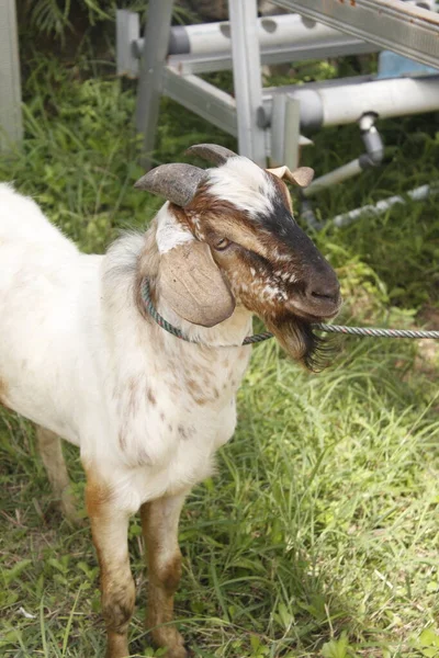 Caprino Macho Branco Preparado Para Ser Abatido Momento Eid Adha — Fotografia de Stock