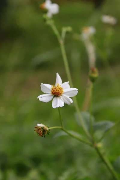 Ketul Bidens Pilosa Tipo Planta Pertencente Tribo Asteraceae Esta Erva — Fotografia de Stock