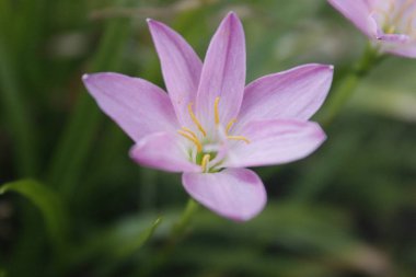 Yağmur zambakları yaklaşık 70 çeşit soğan bitkisi türüdür. Bu bitki ayrıca peri zambağı, yağmur çiçeği, zephyr çiçeği ya da yağmur zambağı olarak da bilinir. Bu bitki Güney Amerika 'nın tropikal bölgelerine özgüdür.