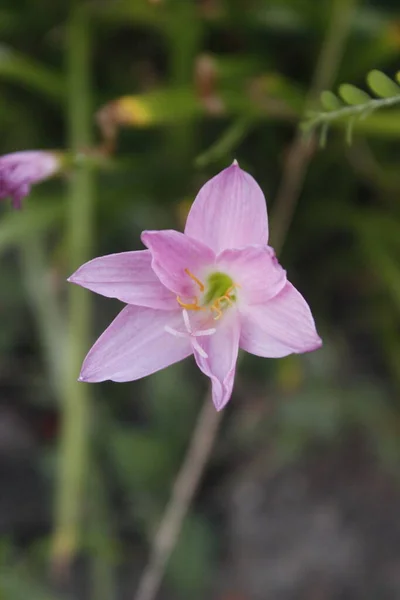 Rain Lilies Genus Species Onion Plants Plant Also Known Fairy — Fotografia de Stock