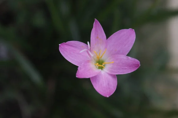 Rain Lilies Género Botânico Pertencente Família Asteraceae Esta Planta Também — Fotografia de Stock