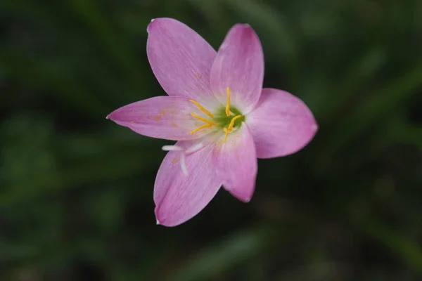 Rain lilies are a genus of about 70 species of onion plants. This plant is also known as fairy lily, rain flower, zephyr flower, or rain lily. This plant is native to tropical parts of South America