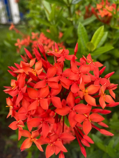 Flor Vermelha Ashoka Está Florescendo — Fotografia de Stock