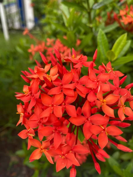 Ashoka Red Flower Blooming — Photo