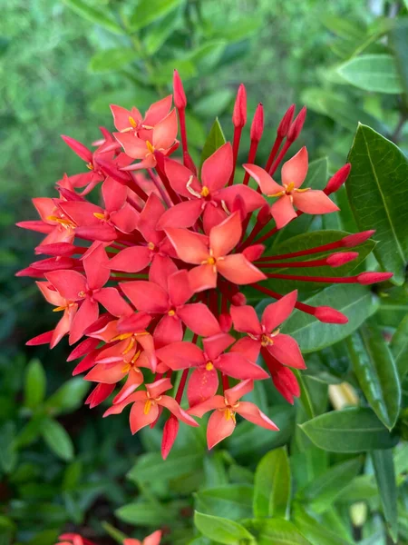 Ashoka Red Flower Blooming — Stockfoto
