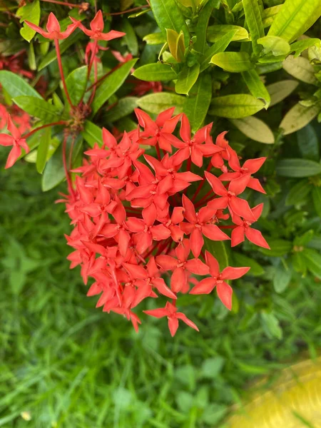 Flor Vermelha Ashoka Está Florescendo — Fotografia de Stock