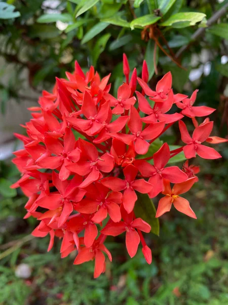 Czerwony Kwiat Ashoki Kwitnie — Zdjęcie stockowe