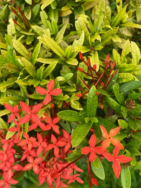 Ashoka Red Flower Blooming — Photo