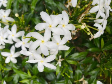 Ashoka çiçek açtı.